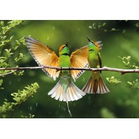 Carte postale - Oiseaux orange et verts sur une branche