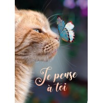 CARTE FLASH: Papillon posé sur la truffe d'un chat