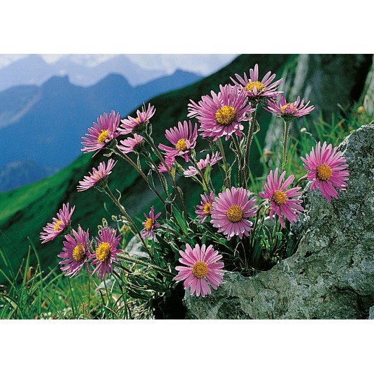 Carte Sans Texte Fleurs rose sur rocher en montagne