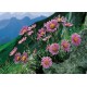 CARTE ST : Fleurs rose sur rocher en montagne