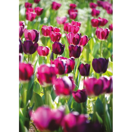Carte Sans Texte Champ de tulipes roses