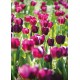 CARTE ST : Champ de tulipes roses