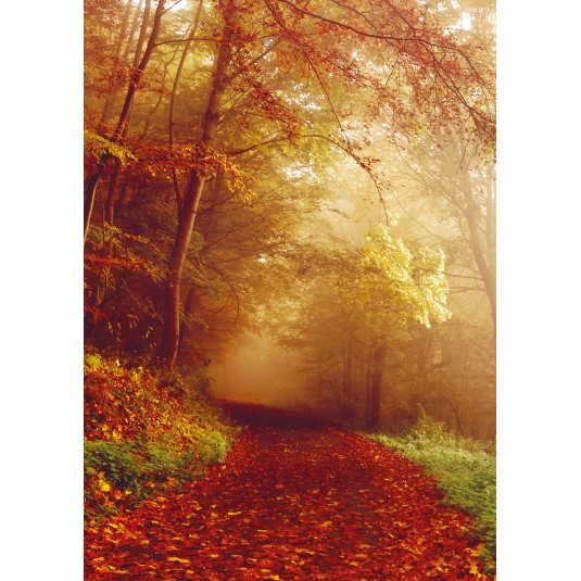 Carte Sans Texte Chemin dans la forêt en automne