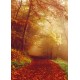 CARTE ST : Chemin dans la forêt en automne