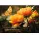 CARTE VB : Papillon et fleurs jaunes