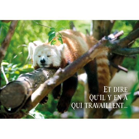Carte Avec Message Panda roux qui dort sur une branche