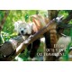 CARTE FLASH : Panda roux qui dort sur une branche