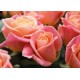 Carte Sans Texte Bouquet de roses roses