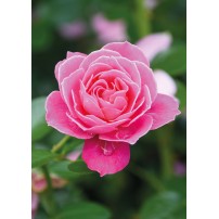 CARTE ST : Rose rose