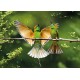 Carte postale - Oiseaux orange et verts sur une branche
