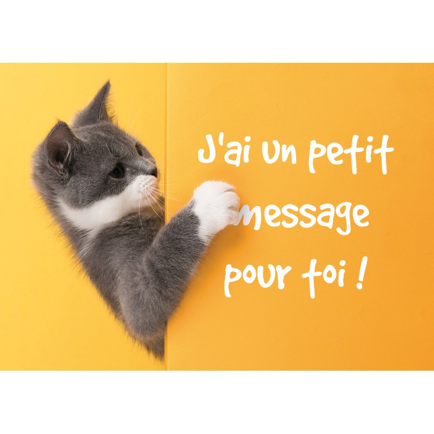 Carte Avec Message Chaton Gris Et Blanc Sur Fond Orange Carte Avec Message Chaton Gris Et Blanc Sur Fond Orange