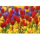 Maxi cartes sans textes