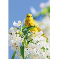 CARTE ST: Oiseau jaune sur un arbre en fleur