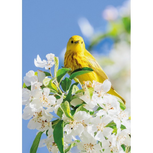 Carte ST Oiseau jaune sur un arbre en fleur