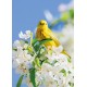 Carte ST Oiseau jaune sur un arbre en fleur