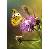 CARTE ST: Papillon jaune sur une fleur violette