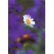 Maxi cartes sans textes