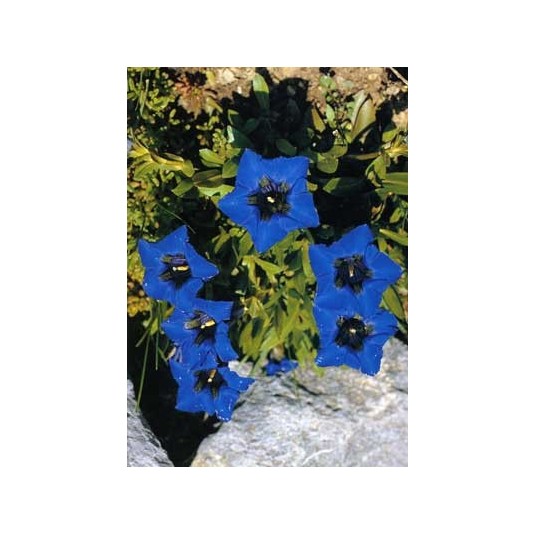 Carte Sans Texte Gentianes bleues
