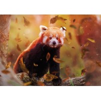 CARTE sans texte Panda roux en automne