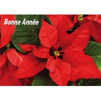 Mini Carte Fin D'année Roses de Noël (BA)