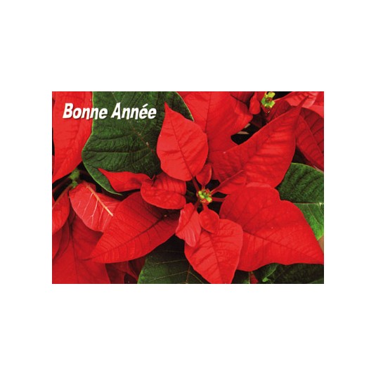 Mini Carte Fin D'année Roses de Noël (BA)