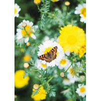 CARTE sans texte Papillon posé sur des fleurs jaunes et blanches