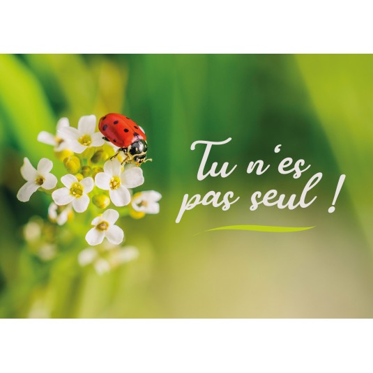 CARTE Avec Message Coccinelle sur des fleurs blanches