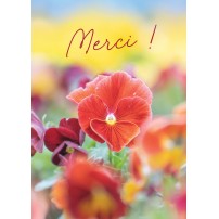 Carte Avec Message Fleurs rouges dans un champ