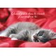 Carte avec verset Chaton couché sur une couverture rouge
