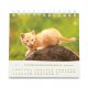 CAL. GBK 2026 Nos amis les chats PF