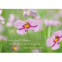 Carte Citation Fleurs de cosmos dans un champ