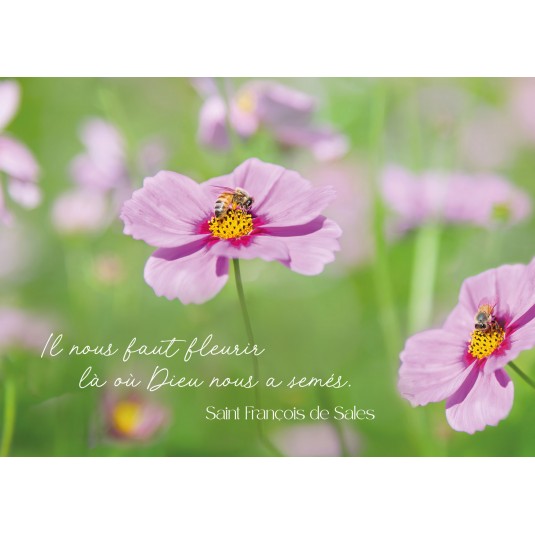 Carte Citation Fleurs de cosmos dans un champ