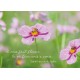 Carte Citation Fleurs de cosmos dans un champ