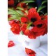 Carte Sans Texte Coquelicots dans un arrosoir sur une table