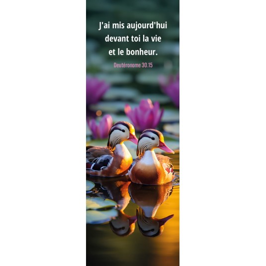 Signet Canards au milieu des nenuphars