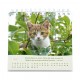 CAL. GBK 2027 Nos amis les chats PF