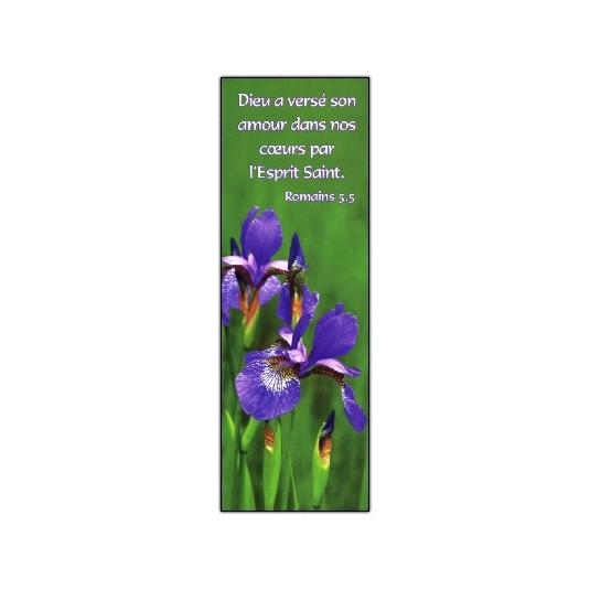 Signet Iris bleu