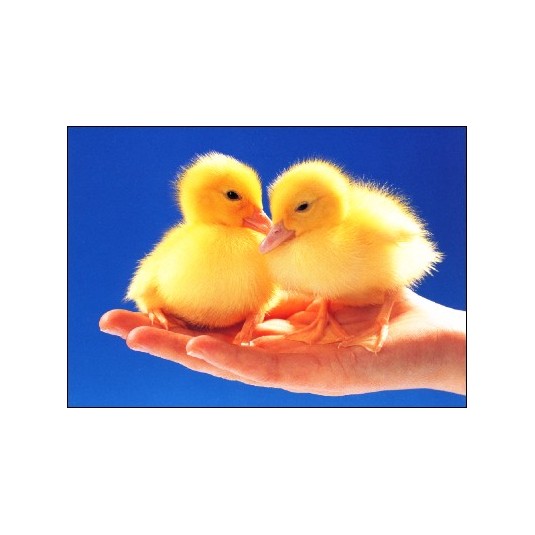 Carte Sans Texte Canetons sur main