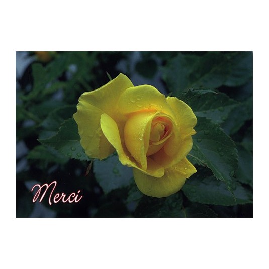 Carte Avec Message Rose Jaune Merci ✨ bijoux personnalisés ✨ 🖊 gravés à la main avec amour ⏰ envoyés en 24h 🌍 livrés dans le monde entier 📸 vos photos #mymercimaman linktr.ee/mercimaman_fr. eur