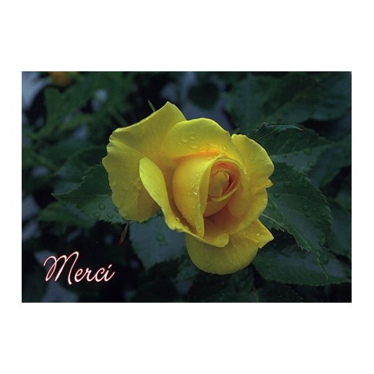 Carte Avec Message Rose jaune (Merci)