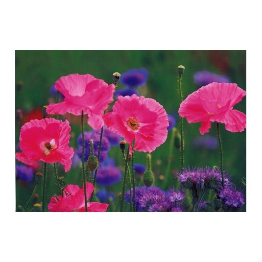 Carte Sans Texte Champ de fleurs