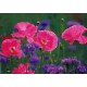cartes postales sans Textes