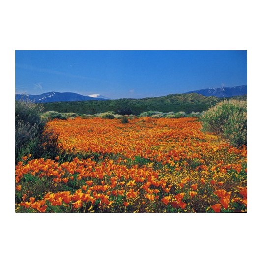 Carte Sans Texte Parterre de fleurs en montagne