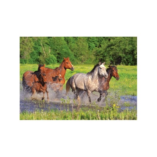 Carte Sans Texte Chevaux