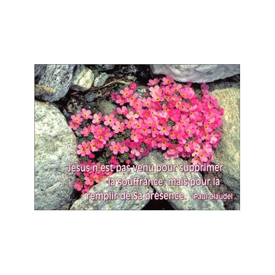 Carte Citation Fleurs roses entre rochers