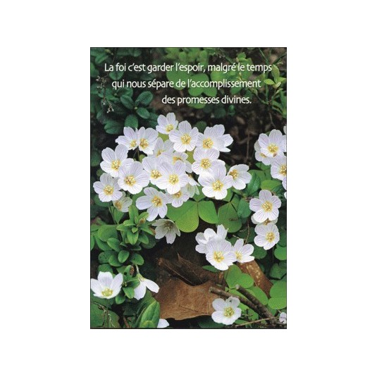 Carte Citation Buisson de fleurs blanches