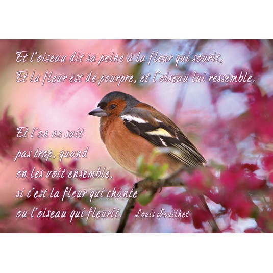 Carte Citation Oiseau Sur Branche Fond Rose