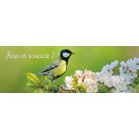 SIGNET : Oiseau sur branche d'arbre