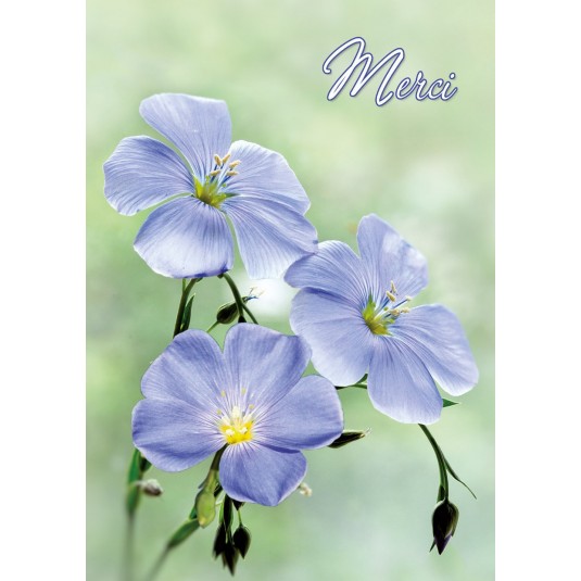 Mini Carte Trois fleurs bleues(Merci)