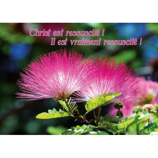 Carte Avec Verset Fleurs d'albizia